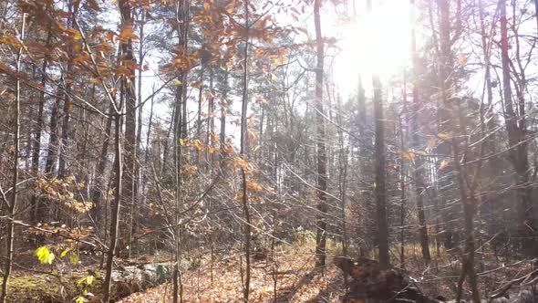 Forest with Trees in the Fall