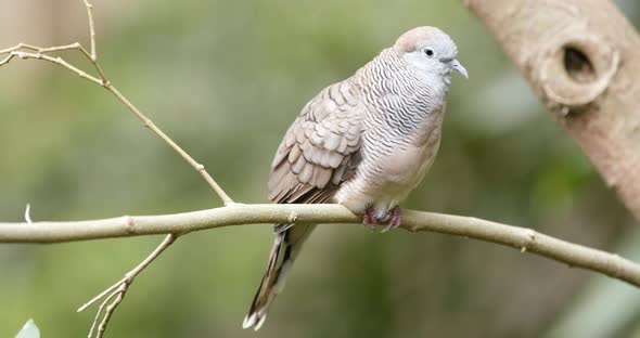 Grey bird on tree branch