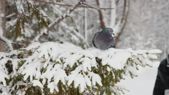 Pigeon Sitting on a Branch in Winter Then Flies Away