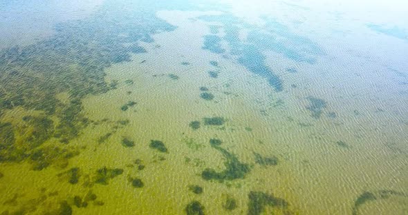 Venetian Lagoon with Seaweed Thickets in Transparent Water