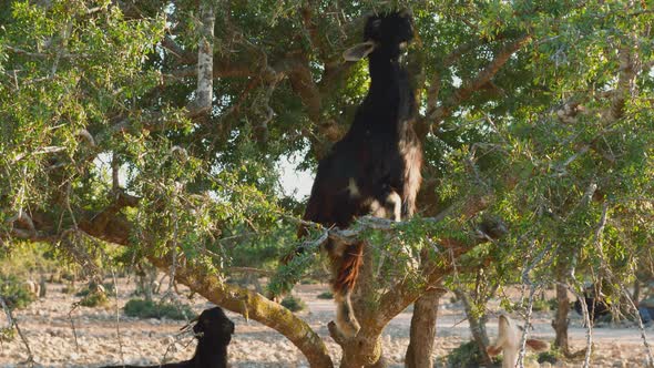 Dark Moroccan goat climbing on the branches of argan tree, Morocco