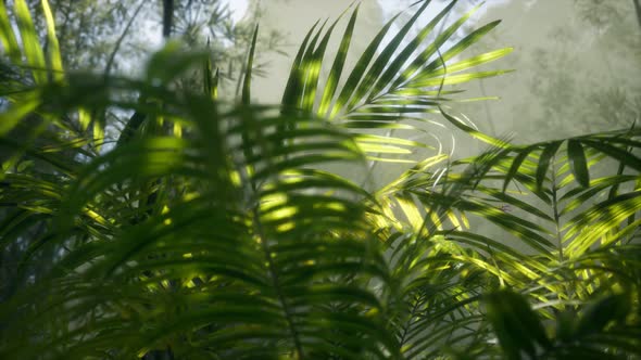 Bright Light Shining Through the Humid Misty Fog and Jungle Leaves alt