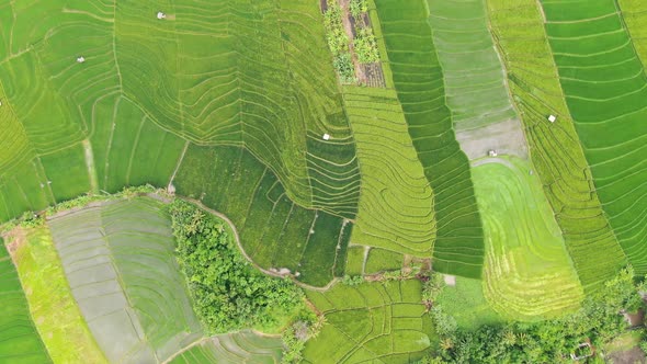 Aerial overview of Balinese rice fields in different stages of growth