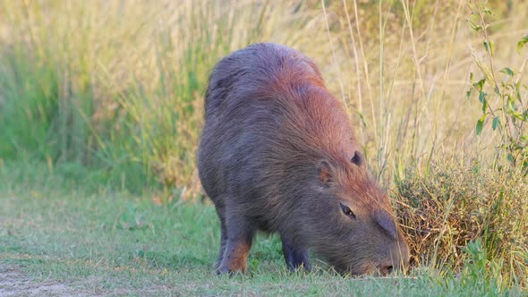 Large rodent species, wild and pregnant capybara, hydrochoerus hydrochaeris foraging on riverside ve