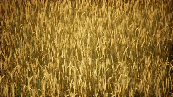 Ripe Yellow Rye Field Under Beautiful Summer Sunset Sky with Clouds alt