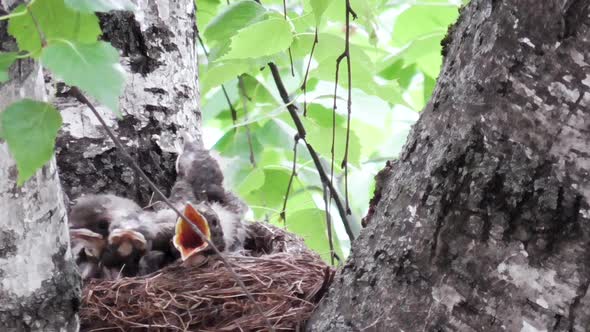 Hungry Thrush Chicks with Open Beaks Are Waiting for Their Mother Flying To Them Who Brought Them a