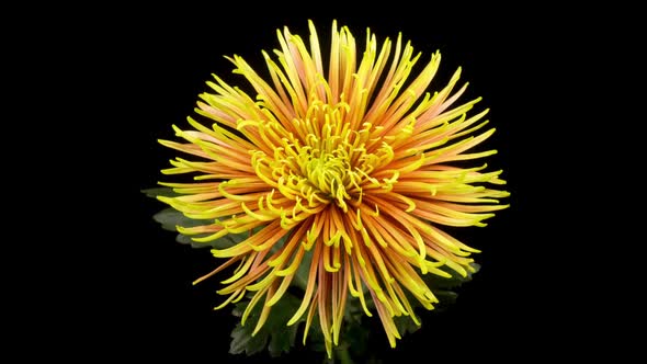 Beautiful Red - Yellow Chrysanthemum Flower Opening