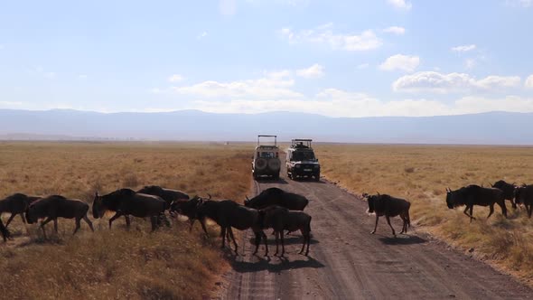 A slow motion clip of a herd of wildebeest, Connochaetes taurinus or Gnu marching across a road betw