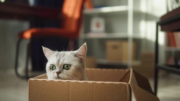Cat Sitting in Cardboard Box in Living Room