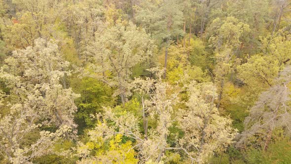 Forest with Trees in an Autumn Day