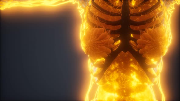 Colorful Human Body Animation Showing Bones and Organs