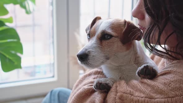 Portrait Jack Russell Dog in Arms Young Beautiful Woman European Appearance