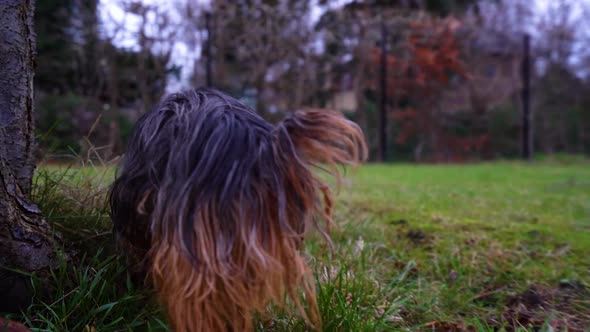 Tiny yorkshire dog companion pee on a tree in slow motion.