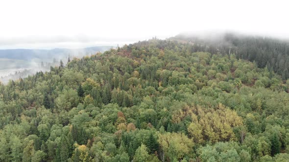 Pine trees wood in fog. Green mountains at autumn.