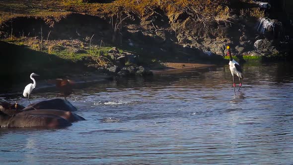 Saddle billed stork and Nil crocodile in South Africa