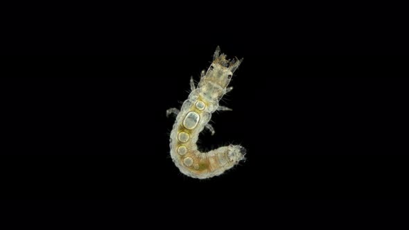 Beetle Larva of Family Hydrophilidae Under a Microscope Order Coleoptera