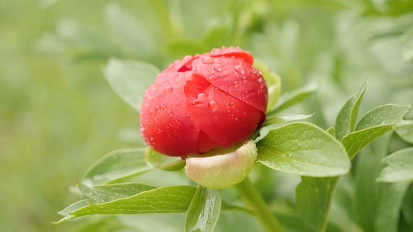 Shallow DOF Paeonia peregrina flower 4K 2160p 30fps UltraHD footage - Close-up of  red Paeoniaceae p