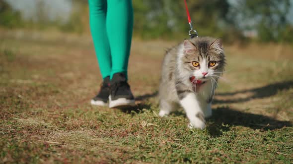 Athletic woman in sporty turquoise overalls walks with her fluffy cat on leash in forest