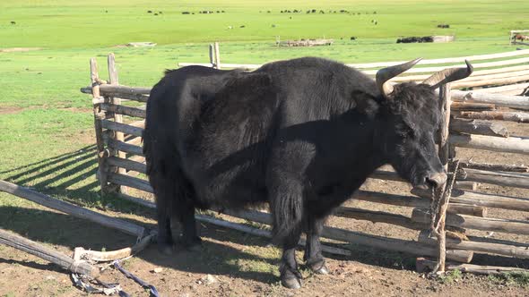 A Horned Black Yak in the Meadows of Mongolia