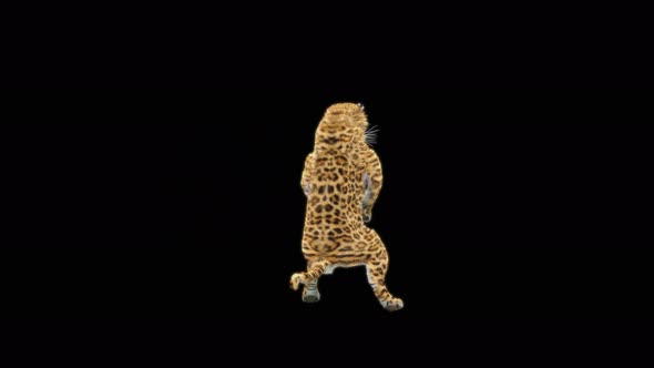 Leopard Dancing 4K