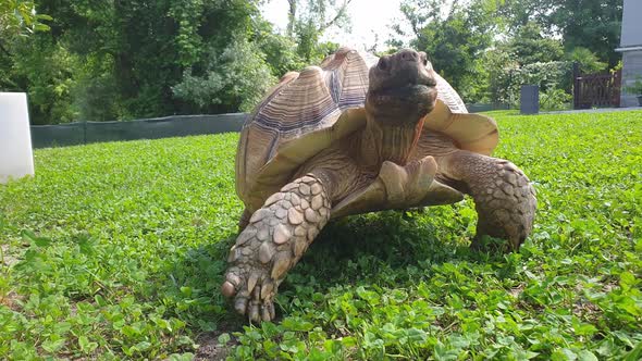 Close-up low-angle of giant tortoise walking facing camera