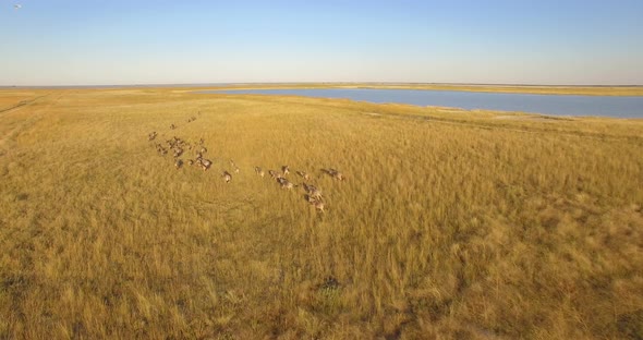 Aerial drone view of a herd of wildebeest wild animals in a safari in Africa plains.