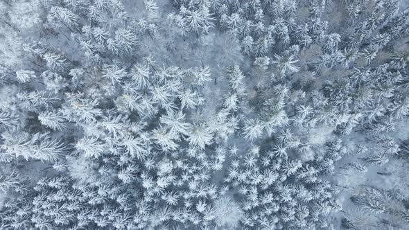 Aerial View of Forest Covered Wirt Snow