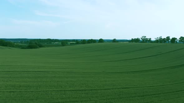 Flying Over a Green Wheat Field, Agricultural Industry. Natural Texture Background in Motion