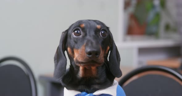Portrait of Adorable Dachshund Puppy in Blue Polo Shirt with Silly Unhappy Look Front View