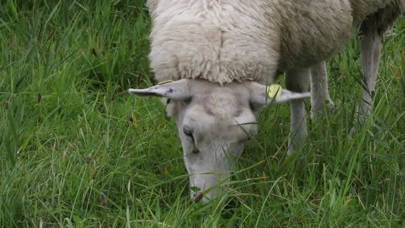 Sheep grazing on long grass. East Frisia. Lower Saxony. Germany.