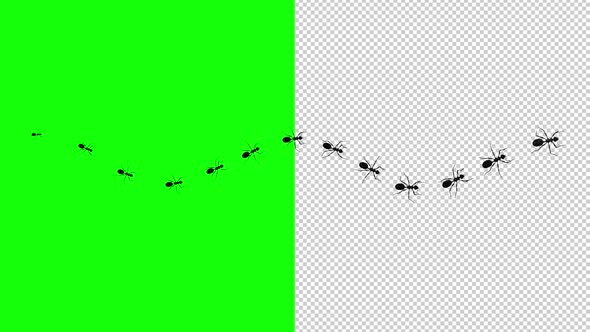 13 Black Ants - Passing Screen - Top View - Transparent and Green Screen