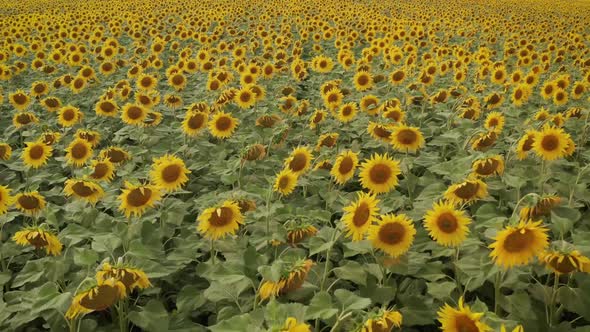 Field of Sunflowers