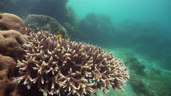 Coral Reef and Tropical Fish Underwater