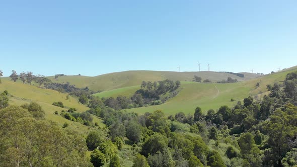 Aerial shot of eucalyptus forest meeting green lush rolling hills with wind turbines in Victoria Aus