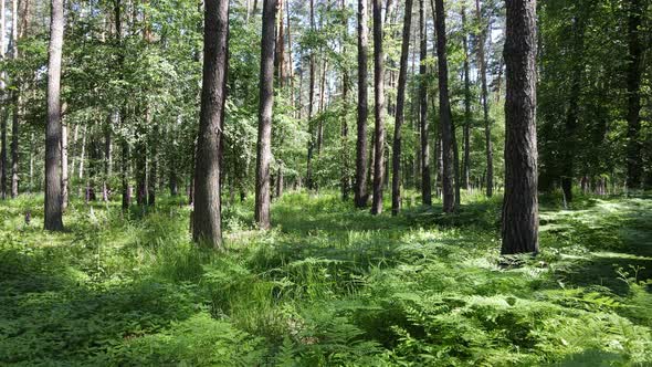 Beautiful Green Forest on a Summer Day Slow Motion