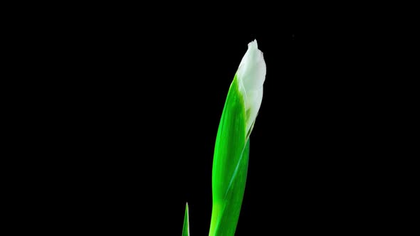 Time Lapse of Flowering White Iris on a Black Background Beautiful White Flower Video