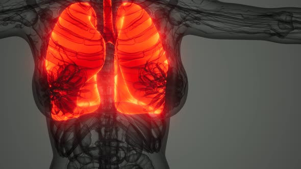 Science Anatomy Scan of Human Lungs