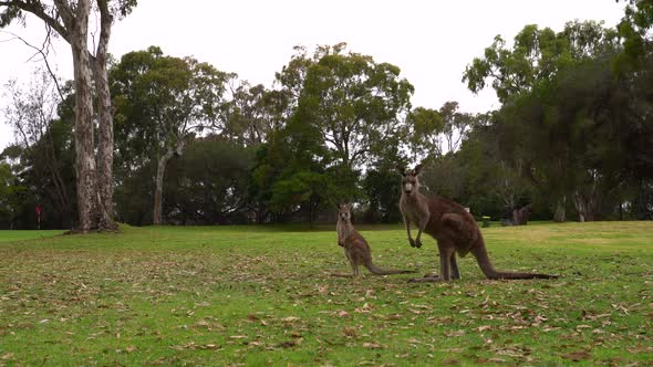 Video footage of a mother Kangaroo and joey from NSW, Australia