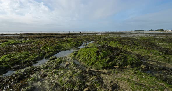 Damgan, Morbihan department, Brittany, France