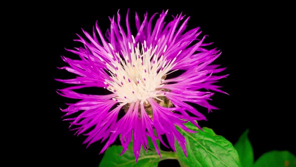 Time Lapse of Blossoms Purple Flower of Persian Cornflower Centaurea Dealbata