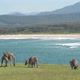 Group of Grey Kangaroos in a Green Meadow Whit Ocean as Background in Queensland, Australia - VideoHive Item for Sale