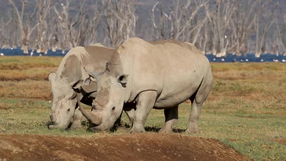 Two White Rhino In Lake Nakuru Kenya Africa