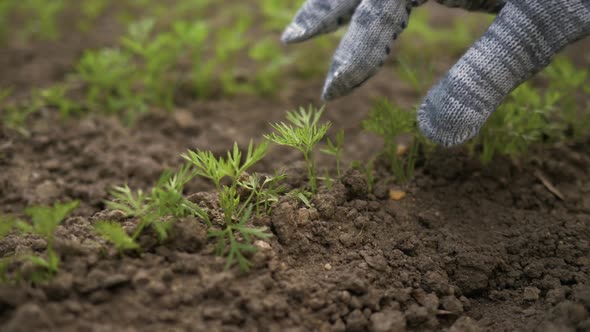 Closeup Hands Girls Porazhayut Young Carrots. Close-up of the Girl's Hands Pulled Out of the Ground