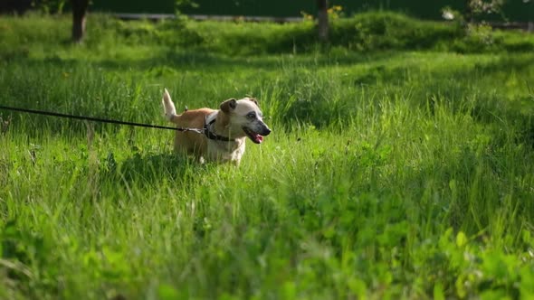 Happy Cute Funny Playful Mature Dog Walking in the Grass