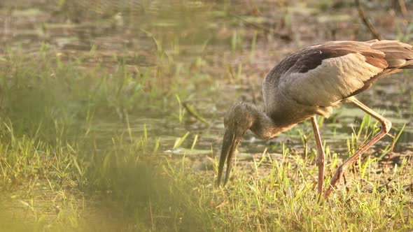 Goa, India. Close Asian Openbill Bird Or Asian Openbill Stork