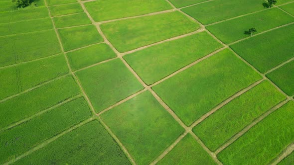 Aerial view leaf background