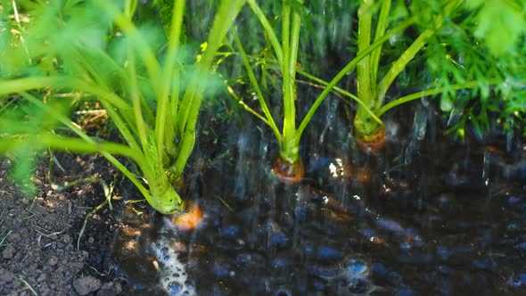 Close-up of watering a carrot growing from the ground on a summer day.. Gardening hobby, growing car