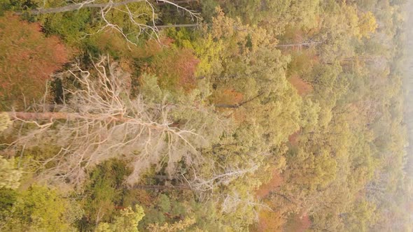 Vertical Video Aerial View of Trees in the Forest on an Autumn Day in Ukraine Slow Motion