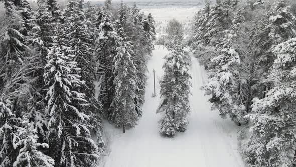 Unusually Snowcovered Winter Forest in Cool Weather Aerial View