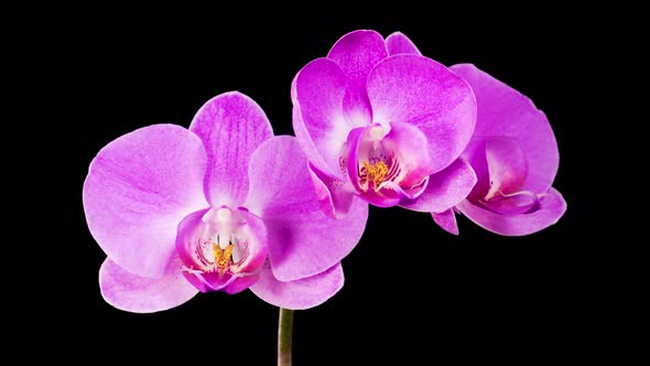 Blooming Purple Orchid Phalaenopsis Flower